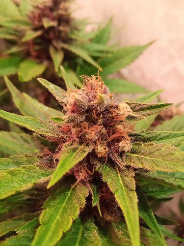 Growreport Bild 40
