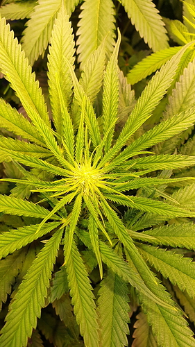 Growreport Bild 4