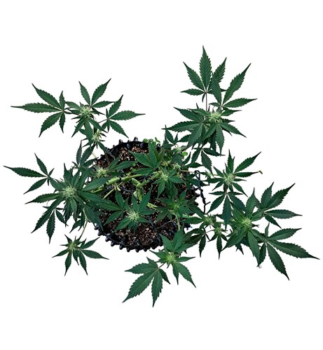 Growreport Bild 10