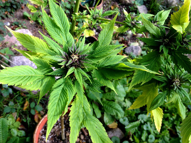 Growreport Bild 1