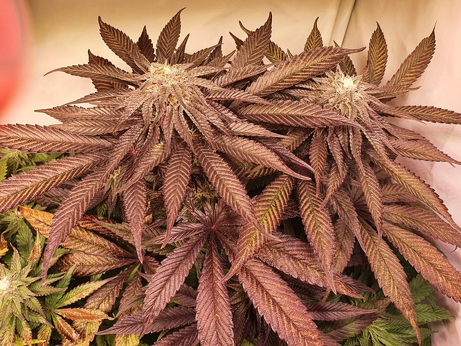 Growreport Bild 8