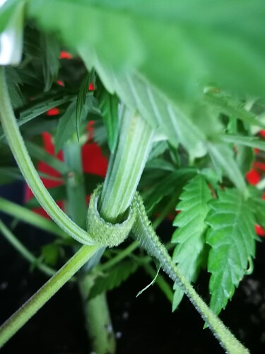 Growreport Bild 2