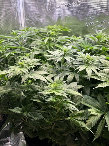 Growreport Bild 3