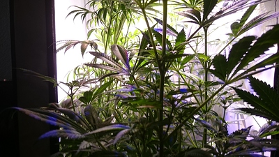 Growreport Bild 9