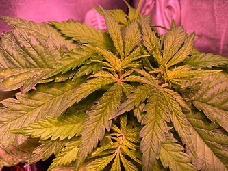 Growreport Bild 2