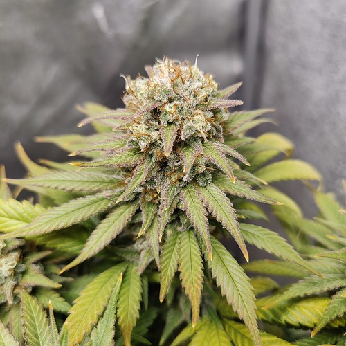 Growreport Bild 15