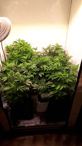 Growreport Bild 1
