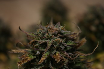 Growreport Bild 3