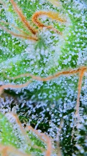 Growreport Bild 41