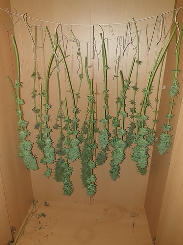 Growreport Bild 1