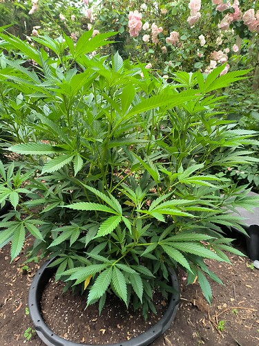 Growreport Bild 5
