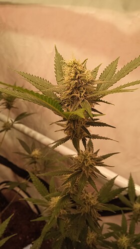 Growreport Bild 22