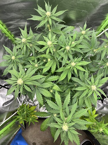 Growreport Bild 2
