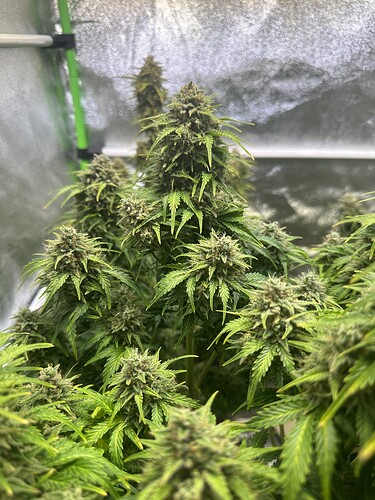 Growreport Bild 27