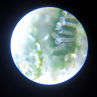 Growreport Bild 12