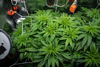 Growreport Bild 13