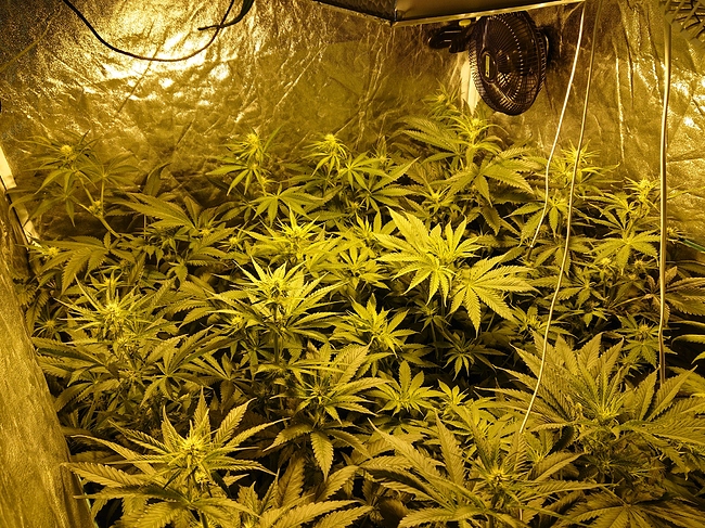 Growreport Bild 6