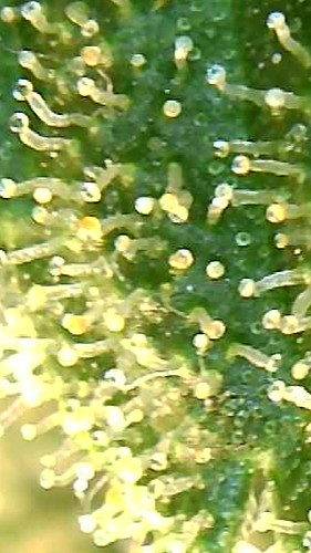 Growreport Bild 6