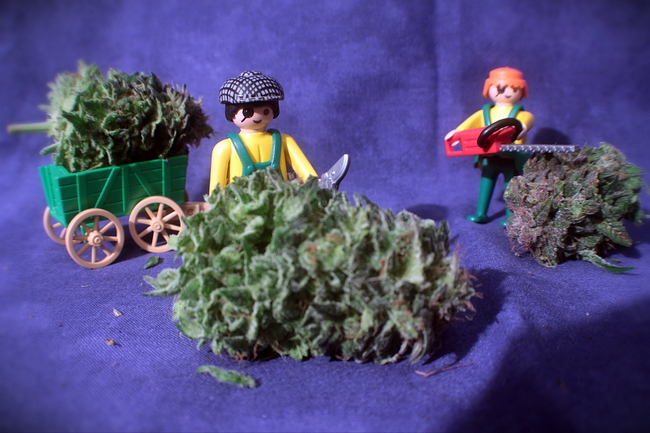 Growreport Bild 13