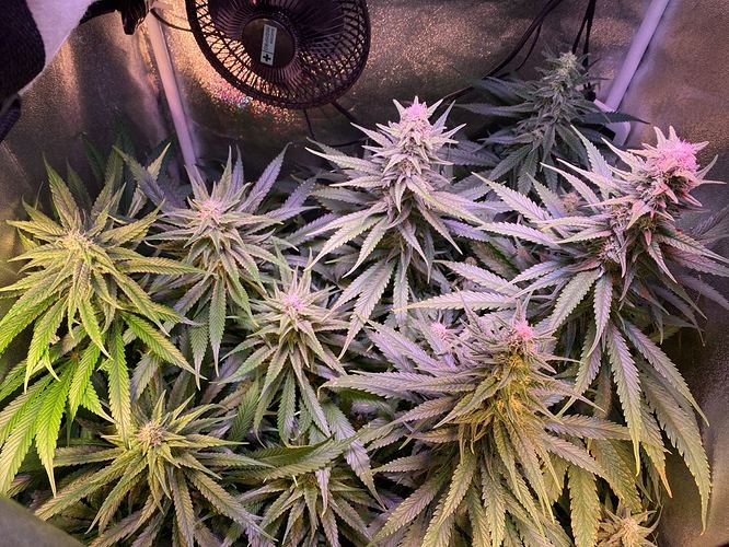 Growreport Bild 6