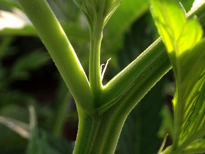 073_morgens_07a_TF2vorbluete