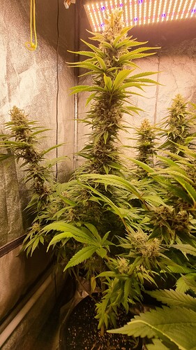 Growreport Bild 4