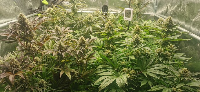 Growreport Bild 25