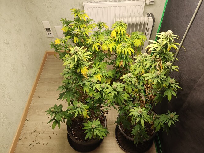 Growreport Bild 1