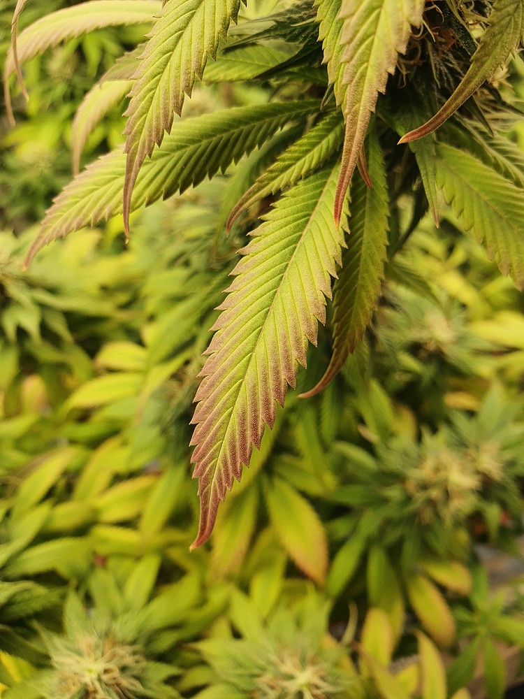 Miky`s erster Growreport