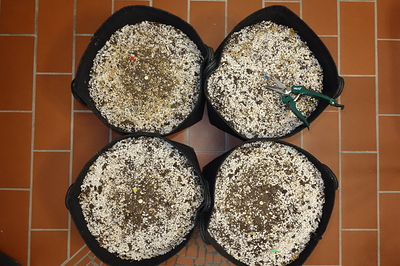 Growreport Bild 13