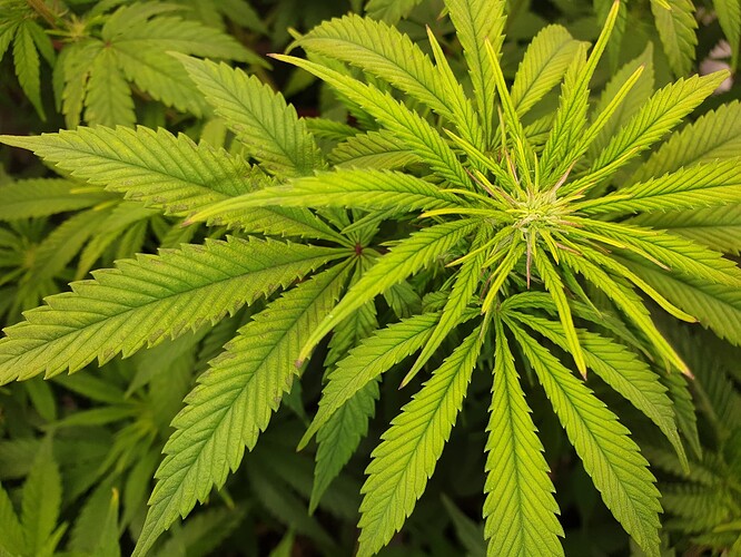 Growreport Bild 3