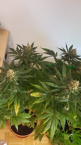 Growreport Bild 19