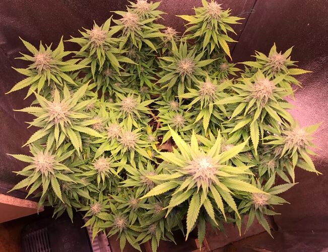 Growreport Bild 1