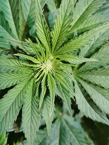 Growreport Bild 14