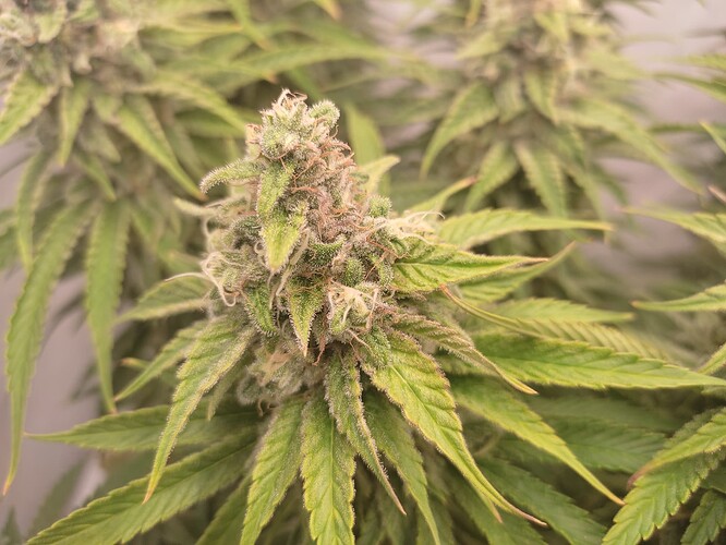 Growreport Bild 8