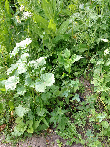 Growreport Bild 22