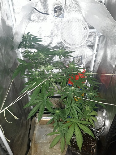 Growreport Bild 9