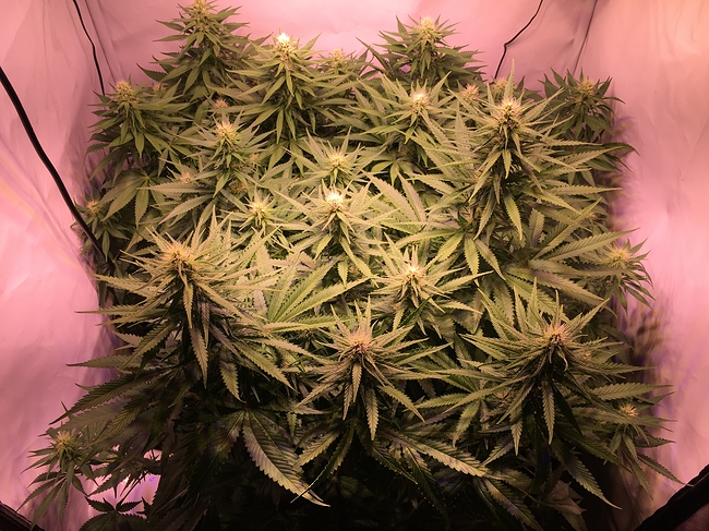Growreport Bild 2