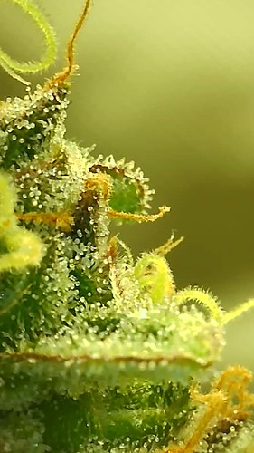 Growreport Bild 7
