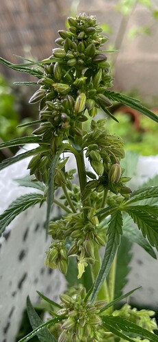 Growreport Bild 12