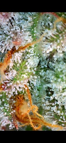 Growreport Bild 29