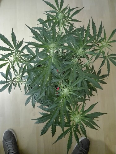 Growreport Bild 4