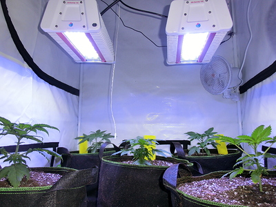 Fünf junge Cannabispflanzen in Stofftöpfen unter zwei LED-Wachstumslichtern in einer Growbox. Ein kleiner Ventilator ist an der Seite montiert.