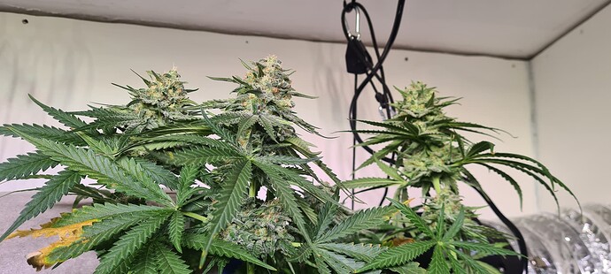 Growreport Bild 13