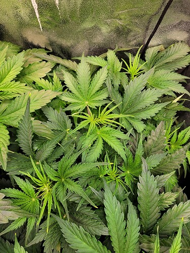 Growreport Bild 12