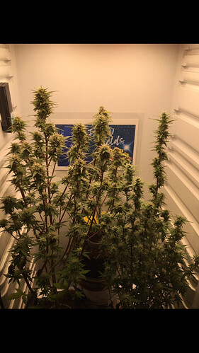 Growreport Bild 19