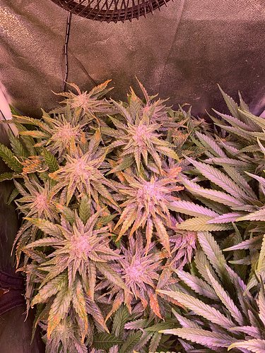 Growreport Bild 39