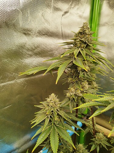 Growreport Bild 12