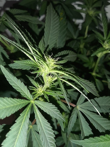 Growreport Bild 3