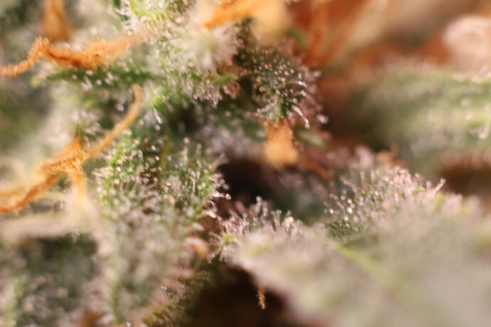 Growreport Bild 6
